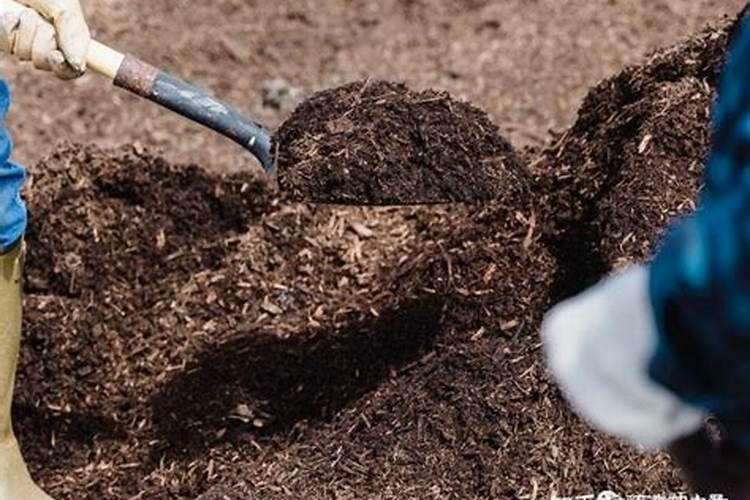 茶子树用什么肥料好？