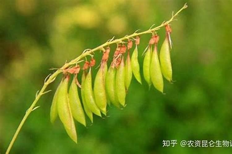 白芨直播育苗一亩移栽多少亩