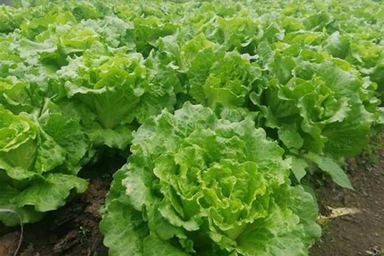 黑龙江明泉缓释肥料有限公司怎么样？