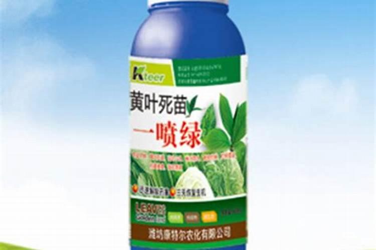 黄叶一喷绿怎么用