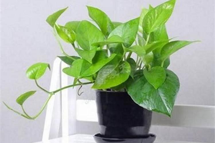 绣球怎么施肥长得快