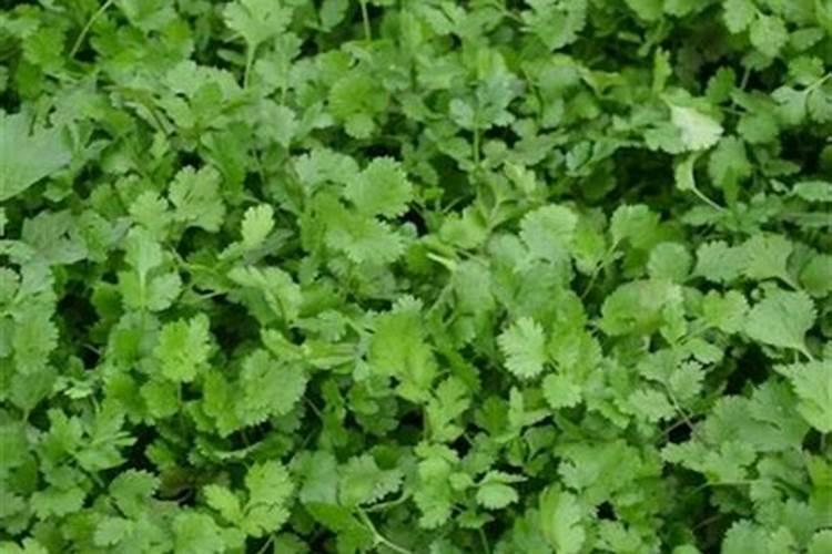 香菜用什么土方法施肥最好