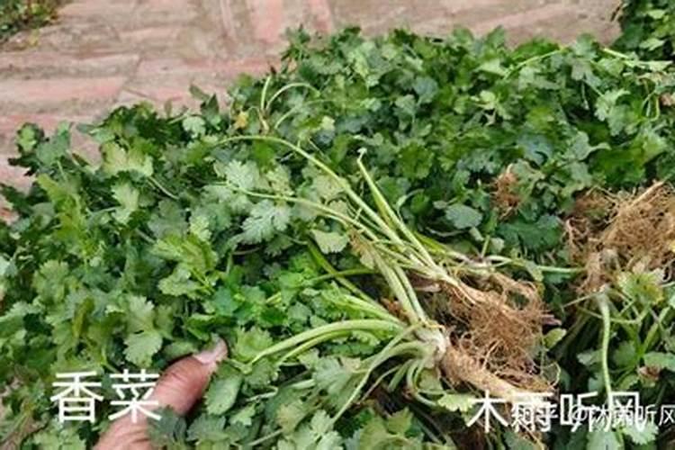 香菜怎么施肥香菜施肥的方法