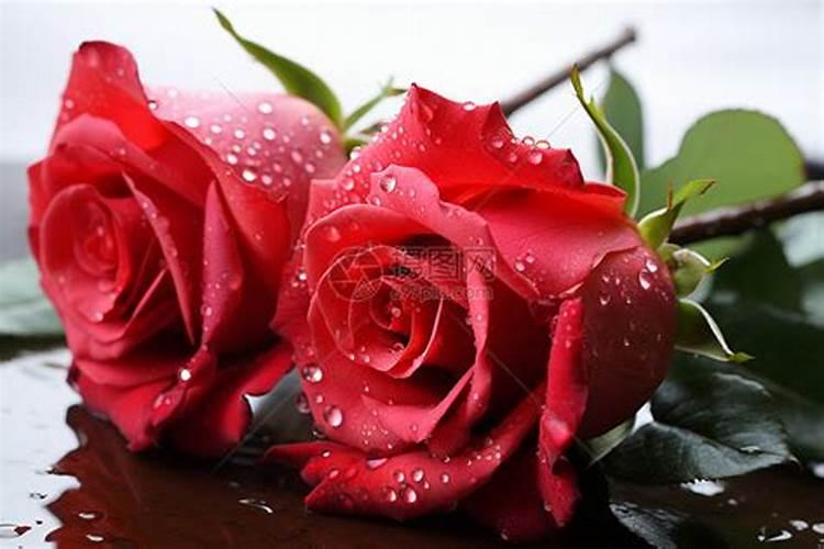 玫瑰花用的肥料怎么做？