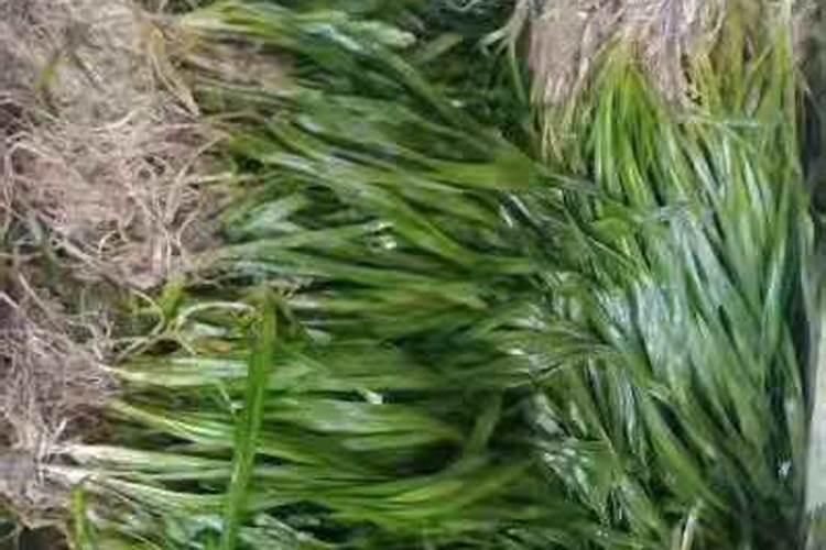 植物叶子发黄,植株矮小,倒伏用什么肥料？