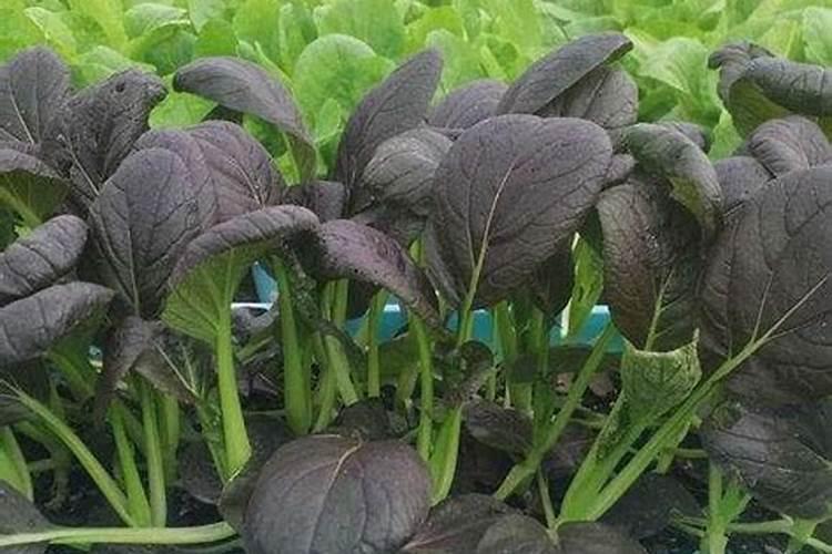 种植高产西红柿如何施肥？