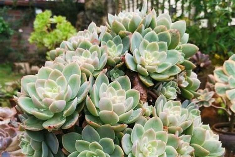 多肉植物需要什么肥料