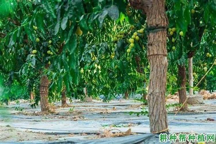 冬枣树这时候能下淡麟高的肥料吗？