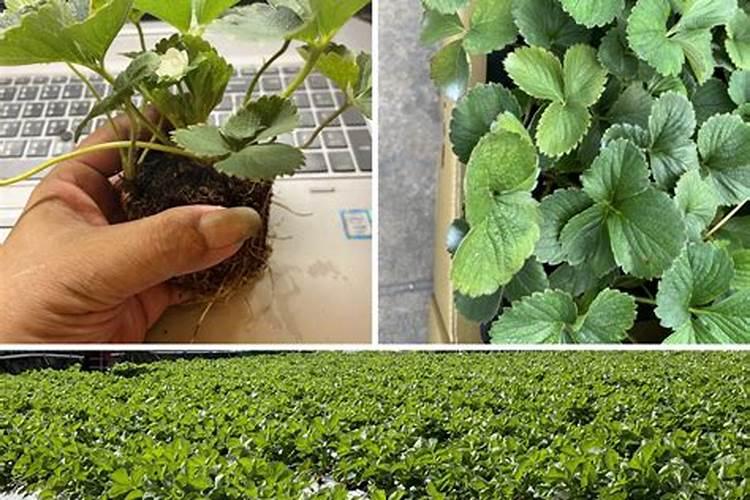 种出来的草莓太小 施什么肥好？？？