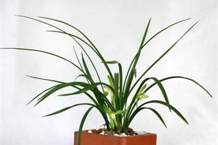 兰花翻盆后服盆快的三个方法