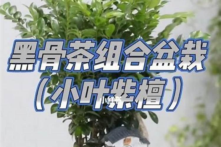 如何让黑骨茶发芽