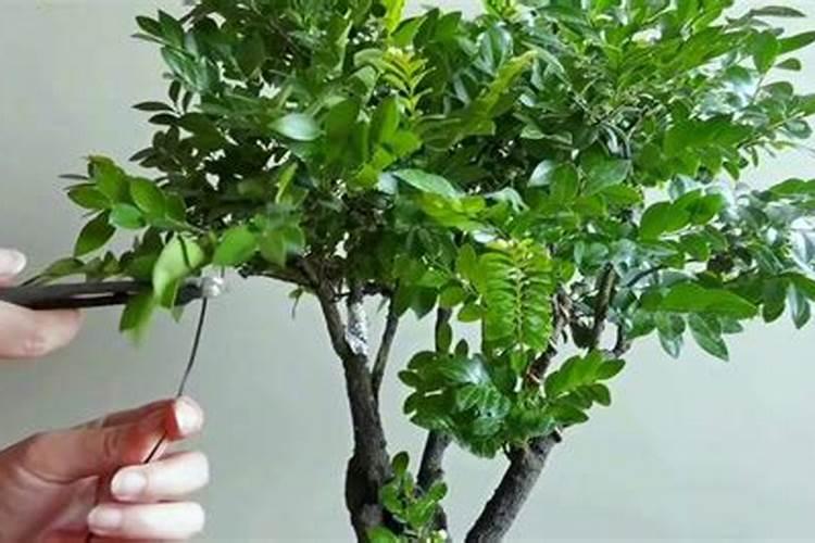 黑骨茶的养殖方法和注意事项