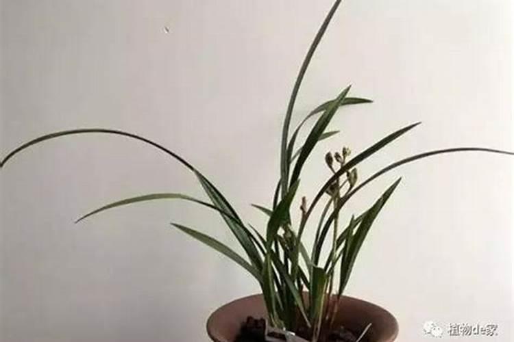 兰花用什么杀菌剂？根不烂叶更绿