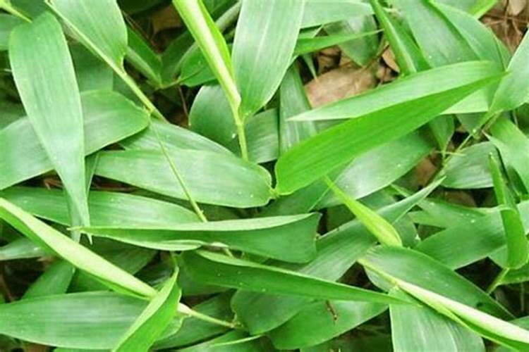 怎样把竹叶树叶变成化肥？