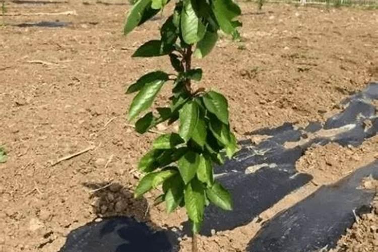 大樱桃树秋施基肥为什么重要？不同树龄的树,施肥量多少合适？百度...