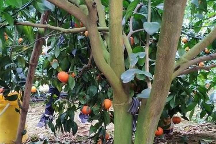 梨树粉蚧虫用什么药最好