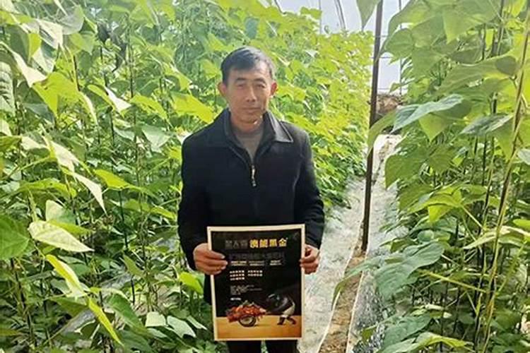 韭菜施什么肥料长得快