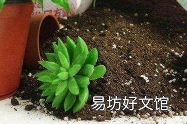花芽分化用什么叶面肥