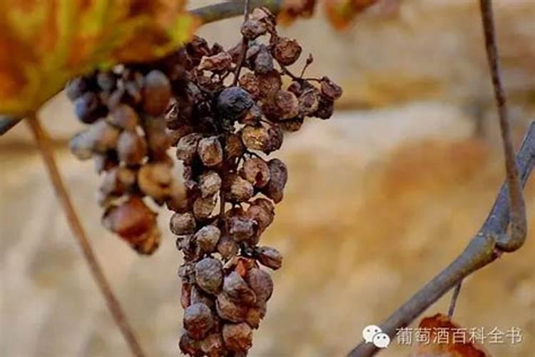 磷肥在葡萄上主要起什么用