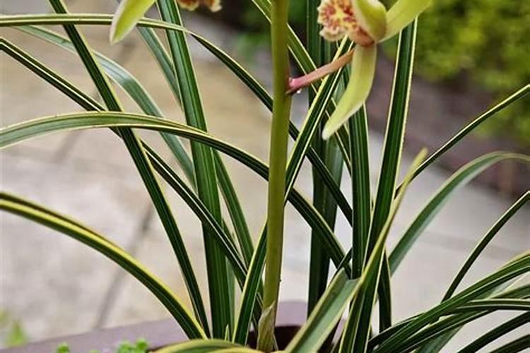 兰花专用肥有哪些,兰花专用肥有哪些金边蕙兰