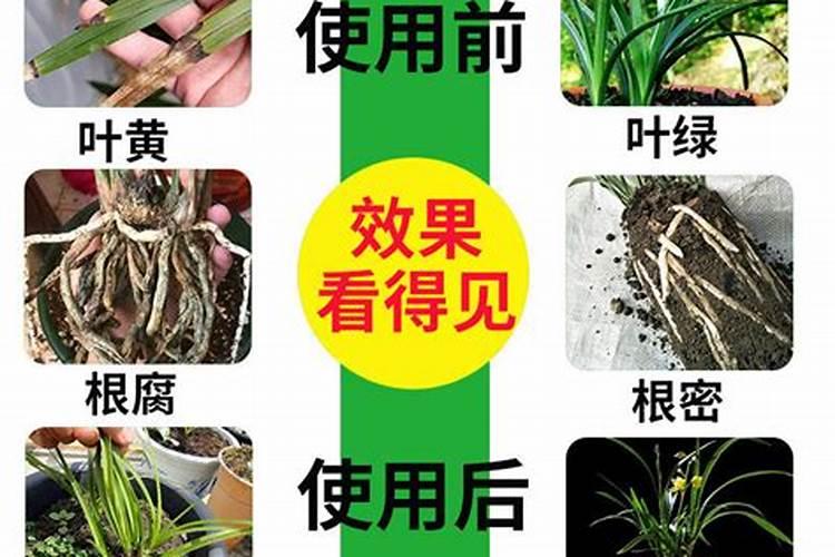 兰花的养殖方法和注意事项有哪些,金边兰花的养殖