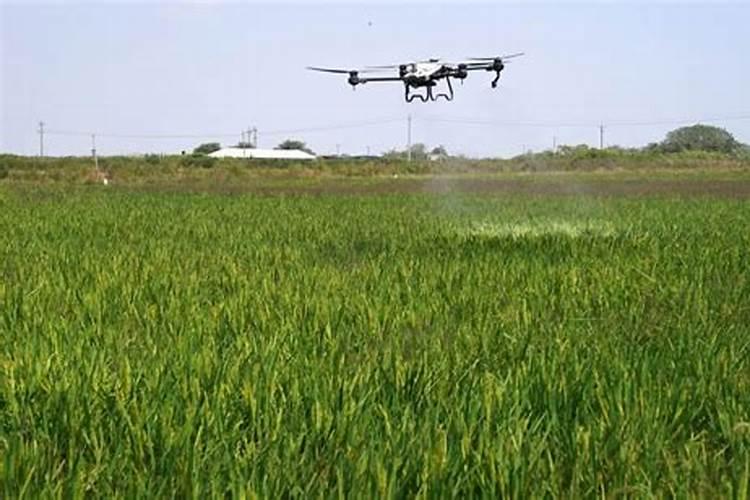 水稻叶面喷肥时间 水稻怎么施肥