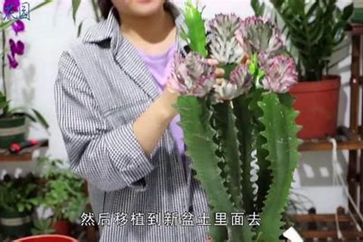 龙骨花怎样施肥