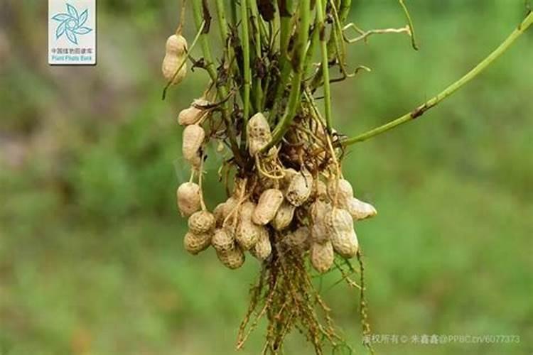 种花生必须要施肥么？