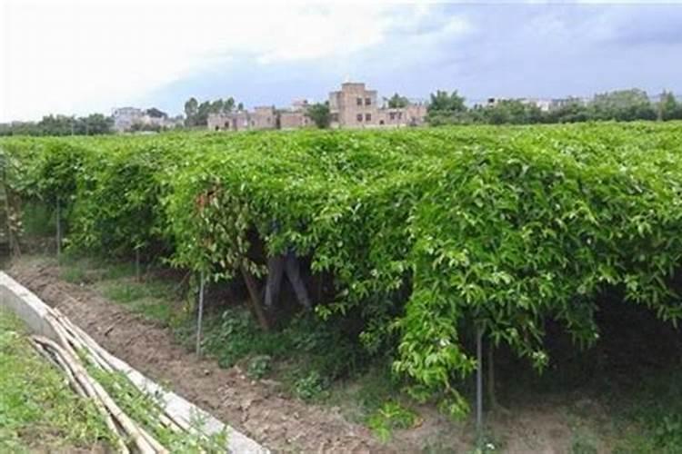 百香果施什么肥果实才能长的大