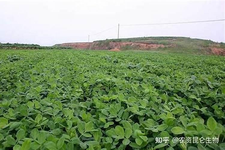 花生硼肥什么时间施用