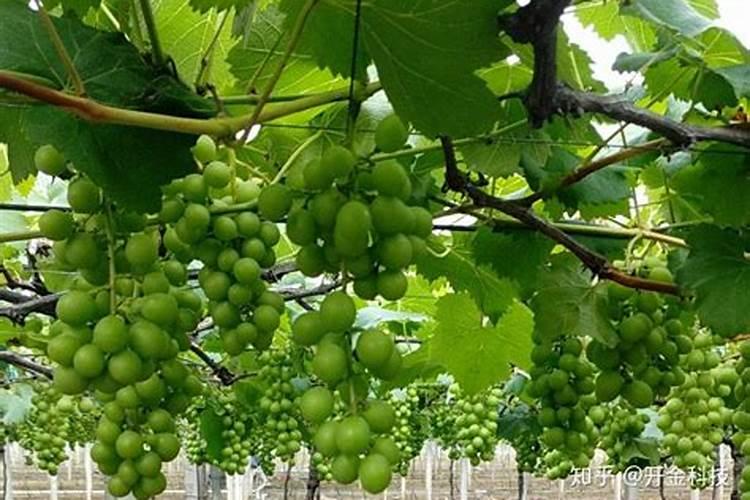 植物缺钙怎么解决？什么钙肥补充效果更好？