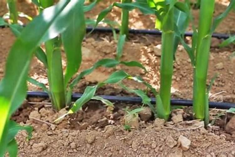 玉米610叶期管理