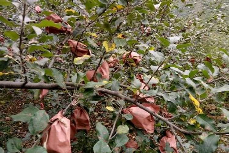 苹果树喷什么叶面肥好