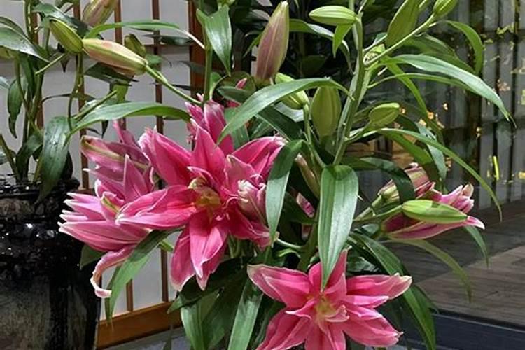 百合有花骨朵了,还可以施肥吗？