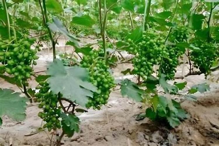 葡萄膨大期用什么肥料