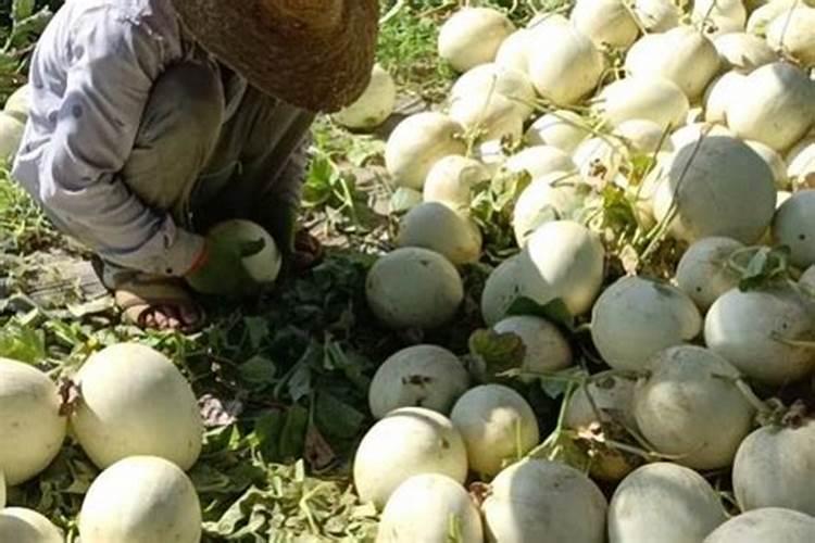 甜瓜的三个最佳肥料