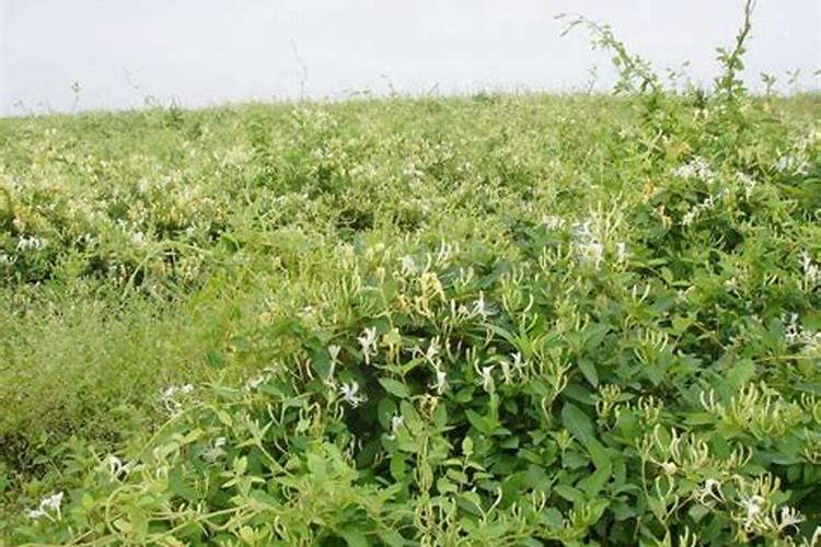 花果动力是什么叶面肥