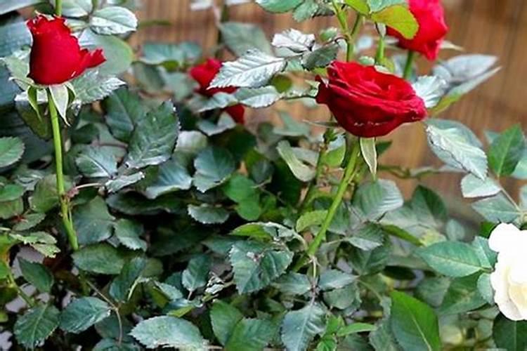 什么植物需要浇硫酸亚铁？