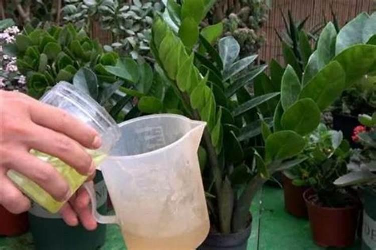 哪些植物适合浇硫酸亚铁？