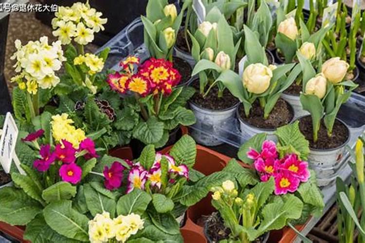 什么植物需要浇硫酸亚铁？