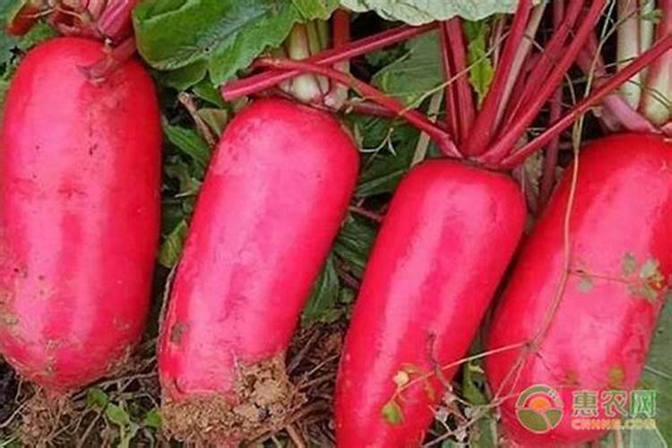 满堂红萝卜底肥用量是多少