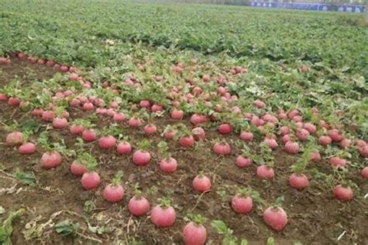 红皮萝卜用什么肥料光泽度亮？