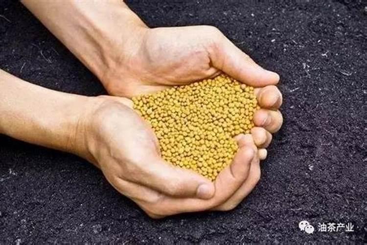 茶麸怎样发酵成肥料