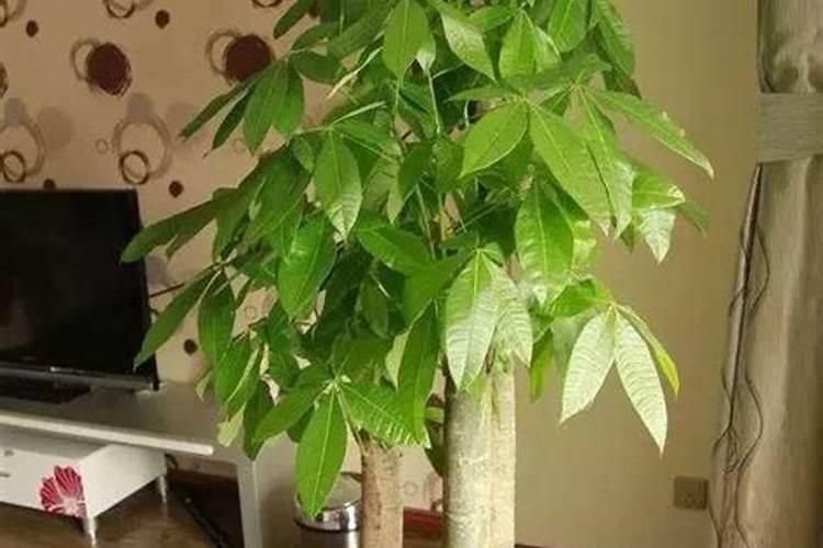 发财树冬天用什么肥料