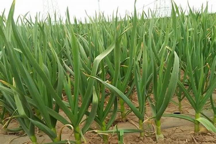 蒜苗叶面肥可以用硅肥不