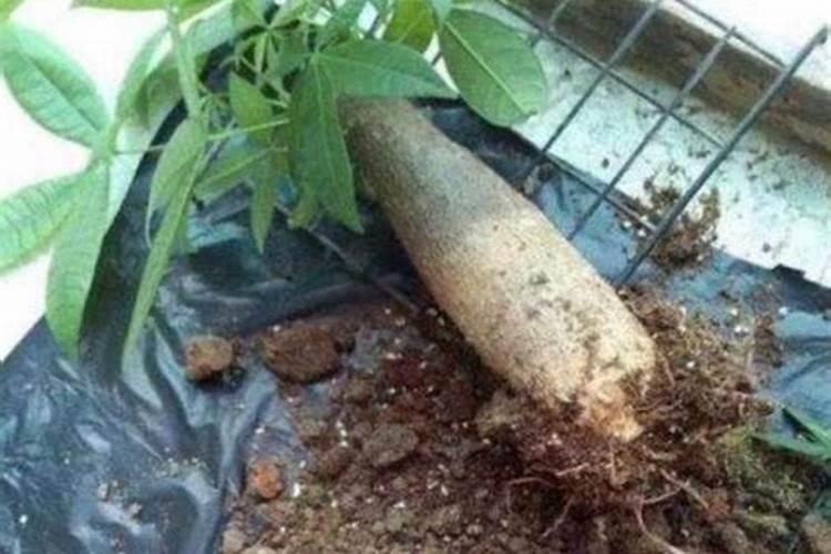 发财树养护方法及技巧