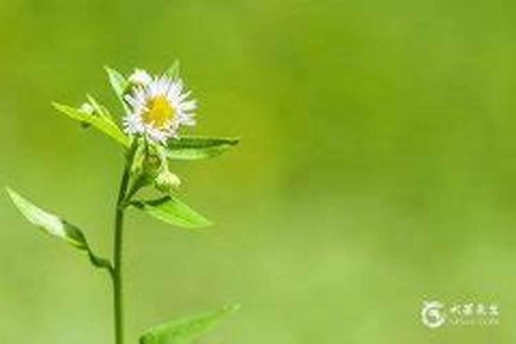 桃树种植全年施肥注意事项？桃树怎么施肥有助于高产？