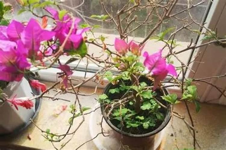 三角梅花谢后如何施肥枝叶爆满盆