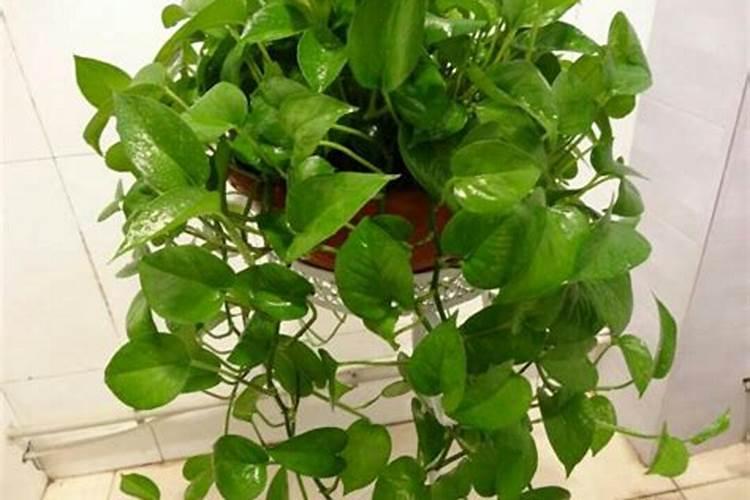 怎样做花土不烂根