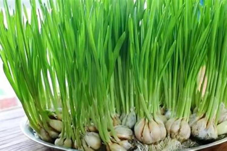 蒜苗的种植方法及过程